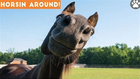 horse cumpilation|Most Relevant Videos .